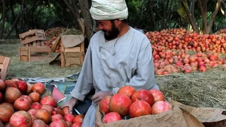 Afghanistan exported pomegranates worth 33 million dollars