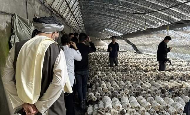 کرنې وزارت مرستیال صدراعظم عثماني چین ته د سفر په ترڅ کې د مرخېړیو د تولید له فارمونو څخه لیدنه کړې