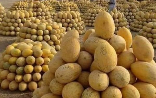 کندز کې سږ کال د خټکیو حاصلات زیات شوي