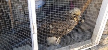 “هما” مرغۍ د کابل ژوبڼ ته انتقال شوه