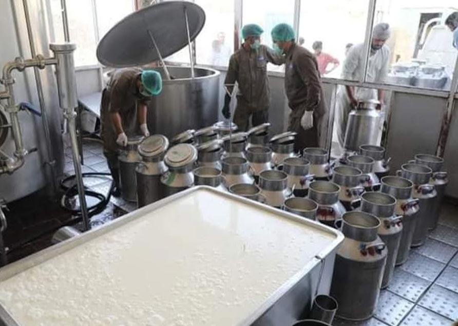 هرات کې هره ورځ ۸۰ ټنه تازه شیدې تولید او بازار ته وړاندې کېږي