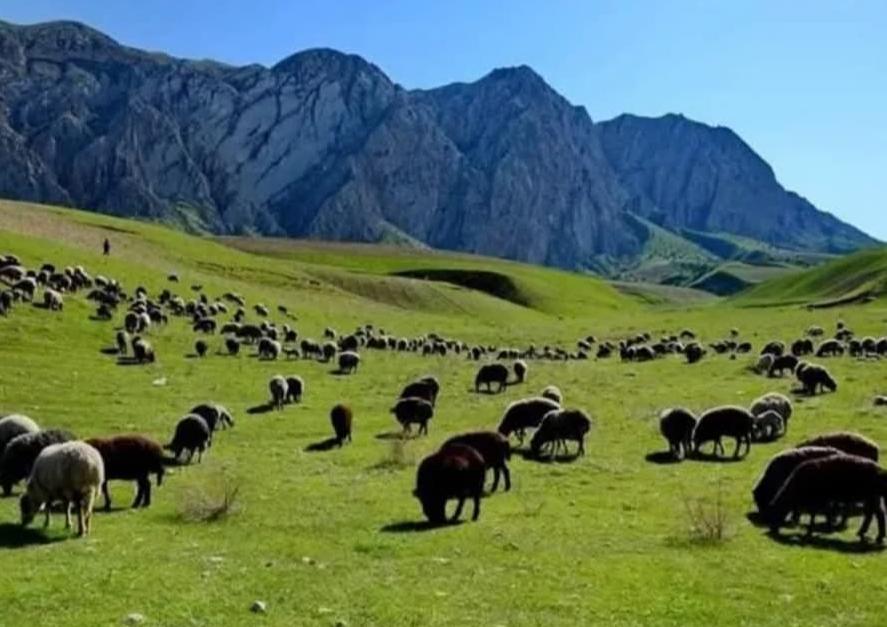 په جوزجان کې ۳۶۷ زره جریبه عامه څړځایونه تثبیت او ثبت شول