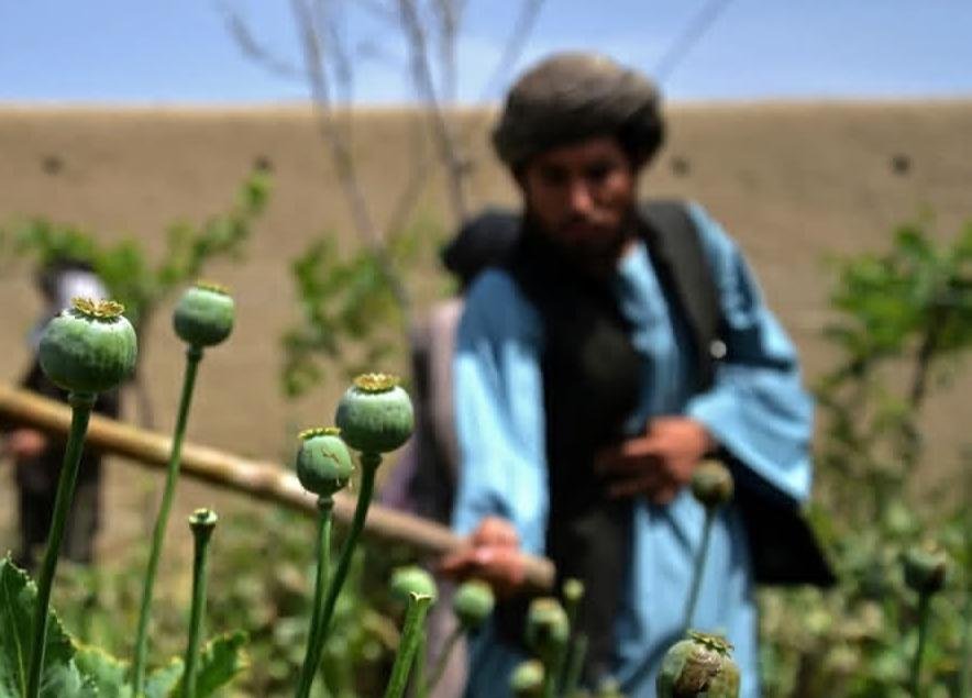 ملګري ملتونه: د افغانستان د کوکنارو کمښت نړیوال بازار اغېزمن کړی