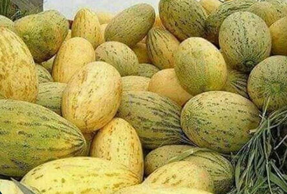 دکندز ولایت امام صاحب ولسوالۍ کې دخټکیو حاصلات ۱۰ سلنه زیات شوي