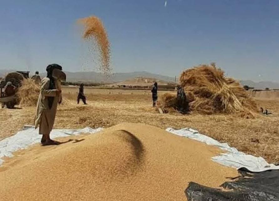 بلخ کې د غنمو حاصلات ۶۵ سلنه زیات شوي