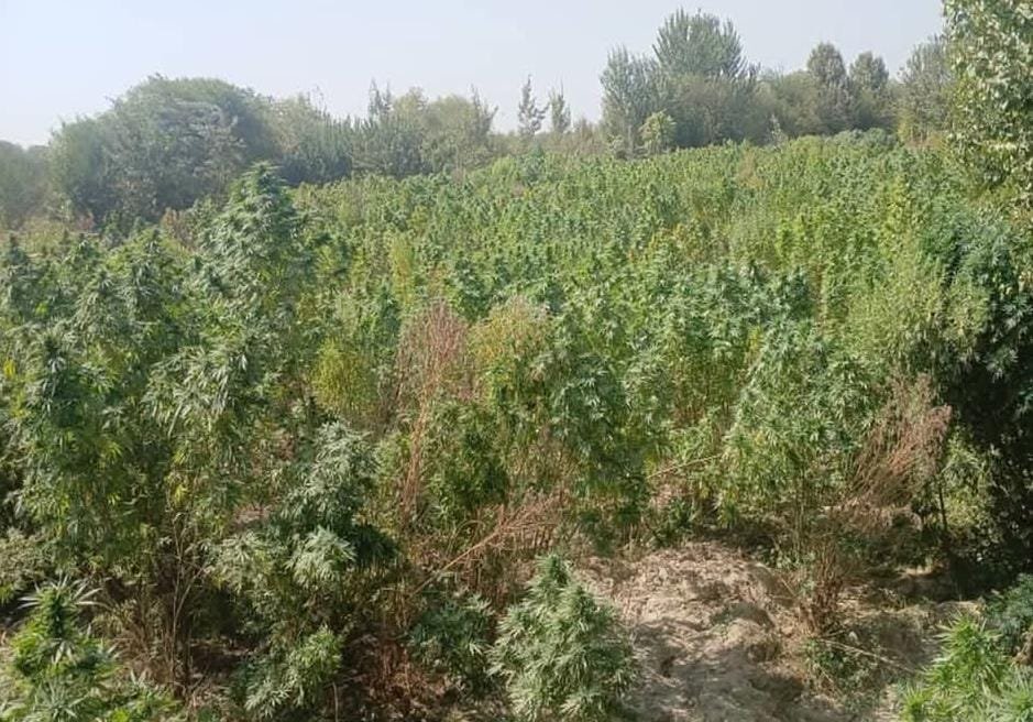 کندز کې ۲۳ جریبه ځمکه د چرسو له کښت پاکه شوه