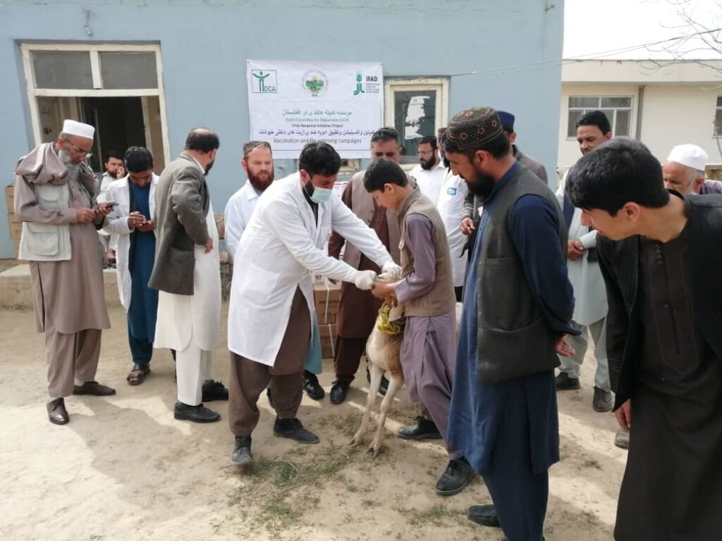 مقدار ۳۵۰۰۰ دوز شربت ضد پرازیت داخلی مواشی برای کلینیک های حیوانی ولایت کندز توزیع گردید