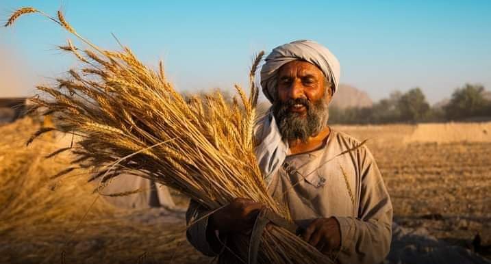 مسئولان در وزارت زراعت، آبیاری و مالداری (MoAIL) گفته اند که افغانستان هنوز هم با کمبود حاصلات گندم مواجه است و نیاز به واردات بیش از 1.5 میلیون متریک تُن گندم دارد
