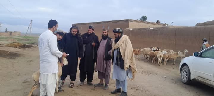 آغاز تطبیق واکسین طاعون نشخوار کنندگان کوچک در ولسوالی چهاردره کندز