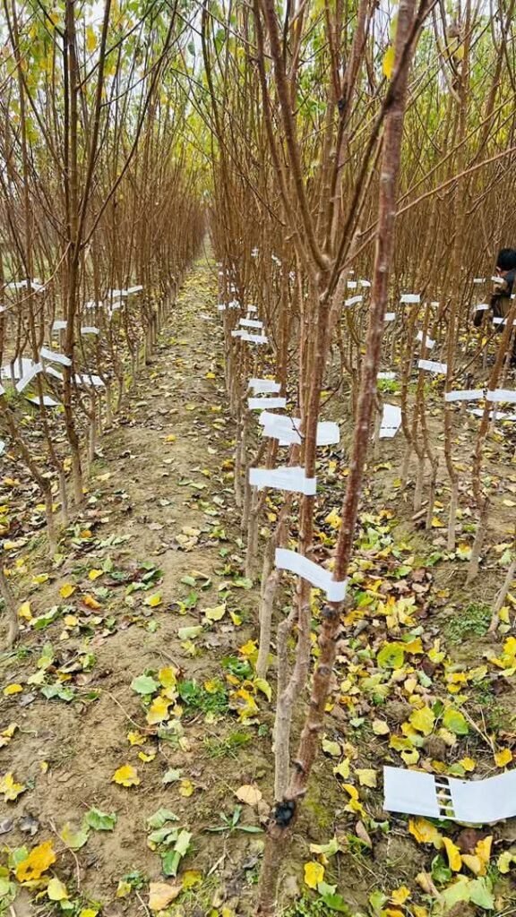 احداث باغهای میوه در بدخشان ۶۰ درصد افزایش یافته است