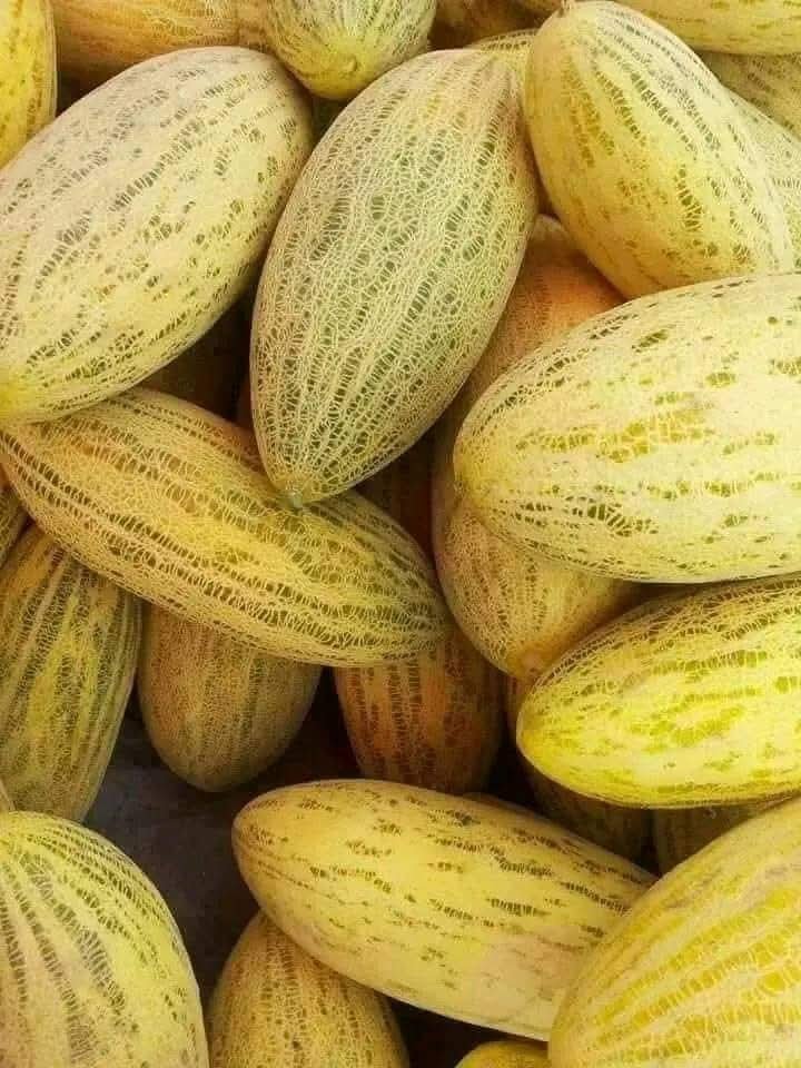 افزایش حاصلات خربوزه در امام صاحب ولایت کندز