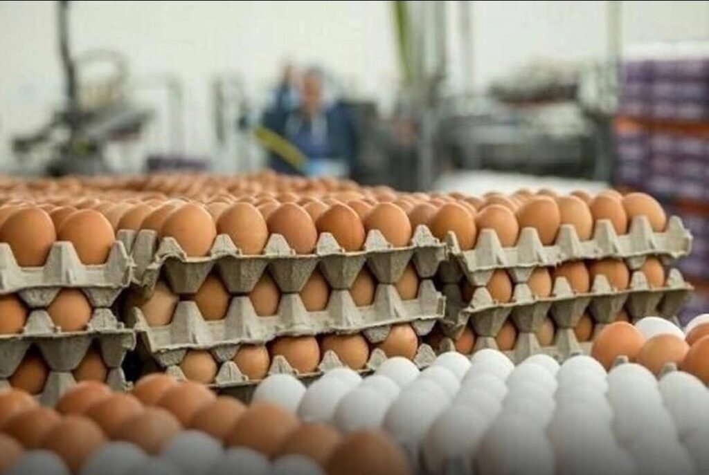افزایش صادرات تخممرغ ایران به افغانستان در یک ماه گذشته