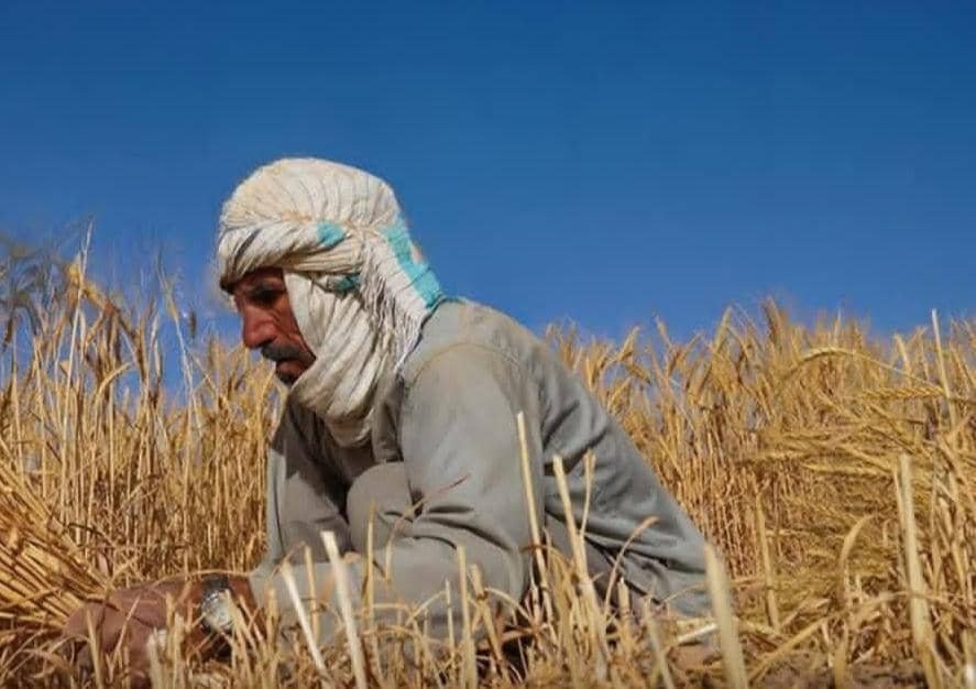 توزیع بستههای کاشت گندم برای بیش از دو هزار خانواده در افغانستان