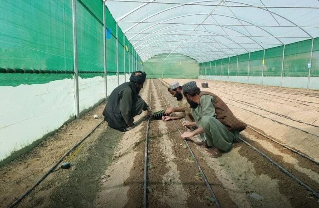 ایجاد گلخانهها در سه ولایت افغانستان با حمایت اتحادیه اروپا