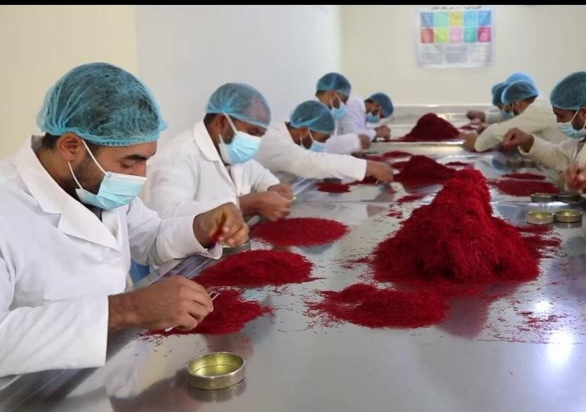 افزایش صادرات زعفران افغانستان