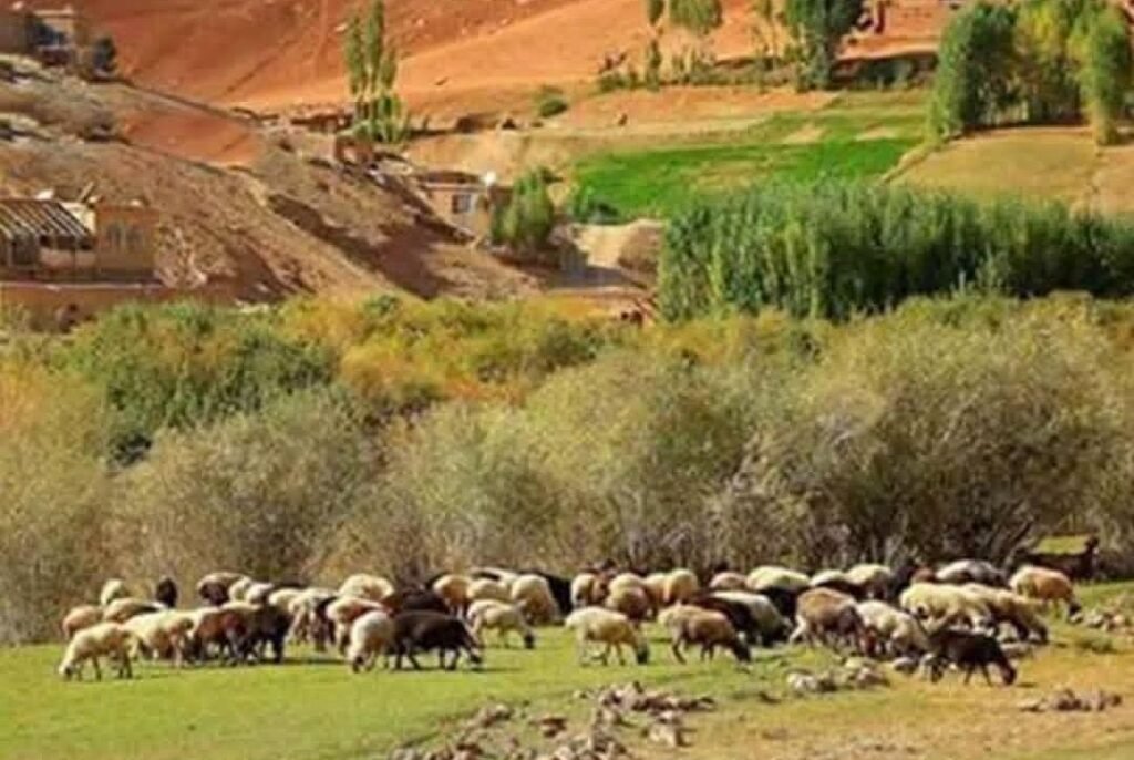 هیئت امارت اسلامی برای حل منازعه کوچیها و باشندگان محل به ولسوالی پنجاب بامیان سفر کرد
