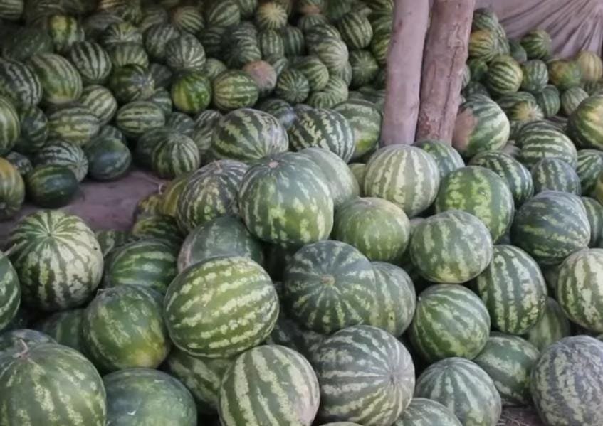 آغاز صادرات خربوزه و تربوز کندز به قزاقستان