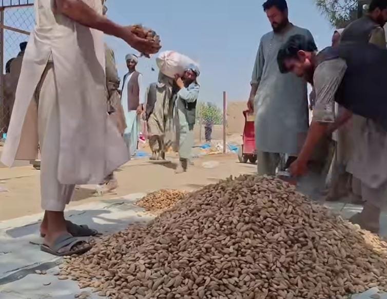 کاهش حاصلات بادام، نگرانی باغداران تخار