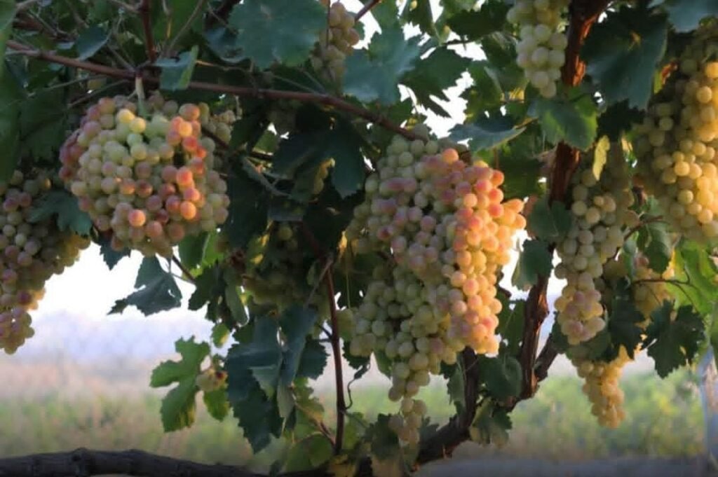 کندز؛ باغداران انگور از نبود بازار مناسب برای فروشمحصولاتشان شکایت دارند